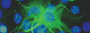 Cell8