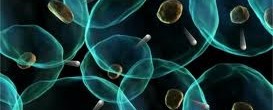 Biophoton1